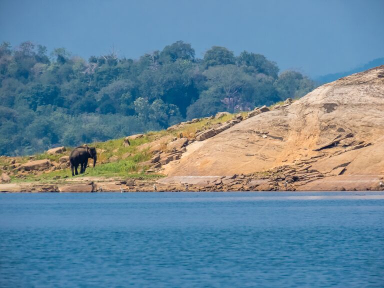 Beautiful,Island,Landscape,With,Isolated,Standing,Asian,Elephant,Near,Water
